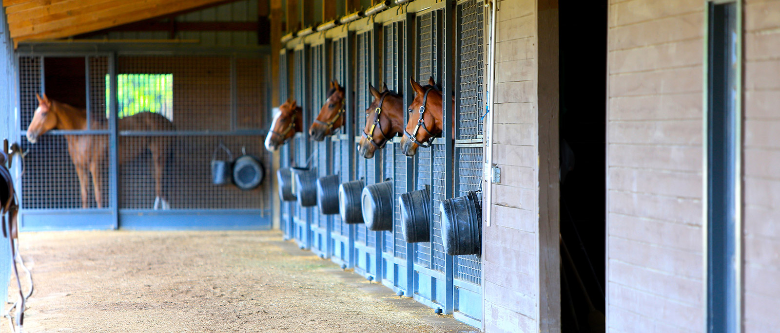 Horses looking out of their stalls